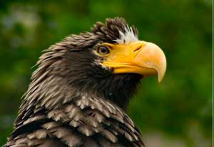 Haliaeetus pelagicus