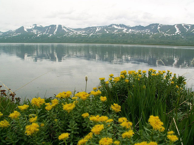Rhodiola rosea Rhodiola rosea