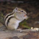 Байкальский заповедник