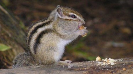 Байкальский государственный природный биосферный заповедник
