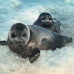 Баргузинский заповедник