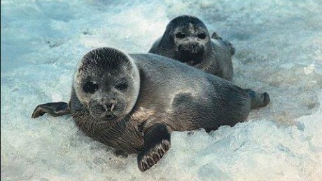 Баргузинский государственный природный биосферный заповедник