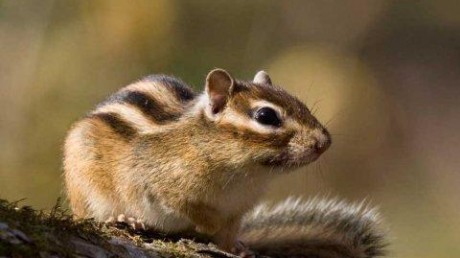 Кедровая падь