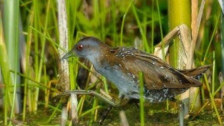 Государственный природный биосферный заповедник «Даурский»