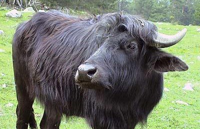 Тебердинский государственный биосферный заповедник