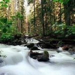 Кавказский заповедник