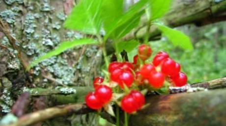 Национальный парк «Смоленское Поозерье»