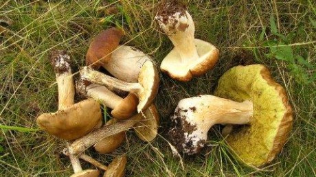 Дарвинский государственный биосферный заповедник