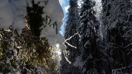 Центрально-Лесной государственный биосферный заповедник