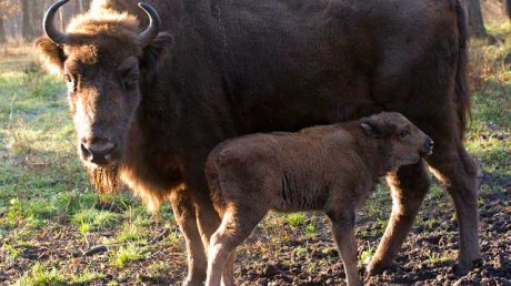 Приокско-Террасный государственный природный биосферный заповедник