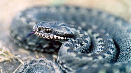 Центрально-Черноземный государственный природный биосферный заповедник