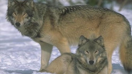 Государственный природный биосферный заповедник «Ханкайский»