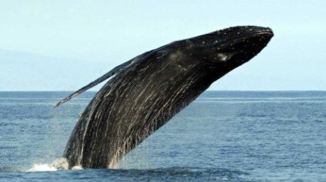 Государственный природный биосферный заповедник Командорский