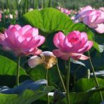 Астраханский заповедник