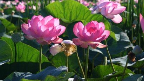 Астраханский государственный биосферный заповедник