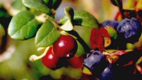 Лапландский государственный биосферный заповедник