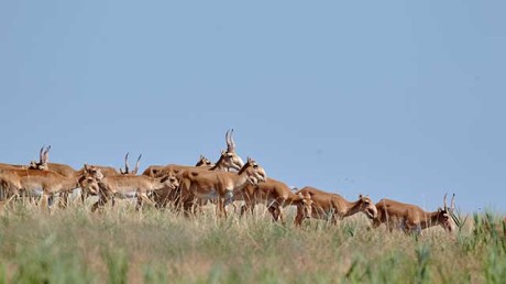 Государственный природный биосферный заповедник «Черные земли»