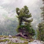 Сибирская сосна, кедр