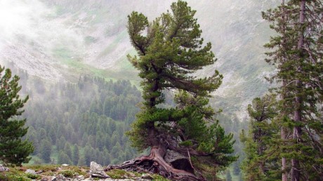 Государственный природный биосферный заповедник «Саяно-Шушенский»