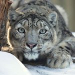 Снежный барс