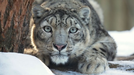 Государственный природный биосферный заповедник “Убсунурская котловина”