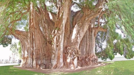 Рекорды растений