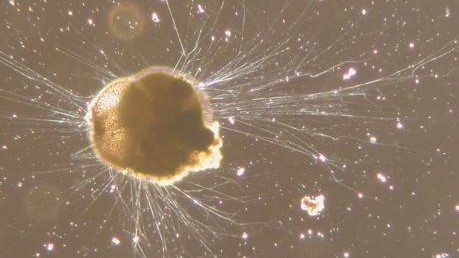 Рекорды беспозвоночных животных