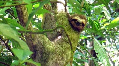 Удивительные мастера маскировки