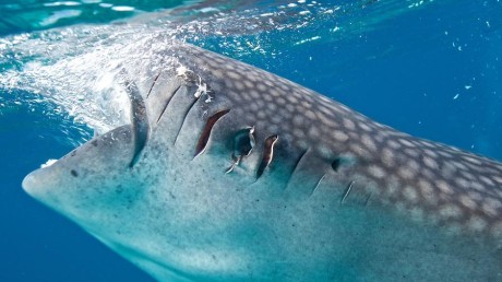 Рекорды позвоночных животных