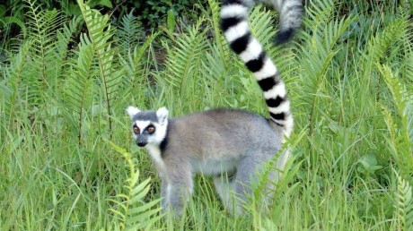 Лемуры, спасение лемуров Мадагаскара при помощи экотуризма