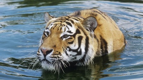 Уссурийский государственный природный заповедник