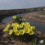 Таймырский заповедник