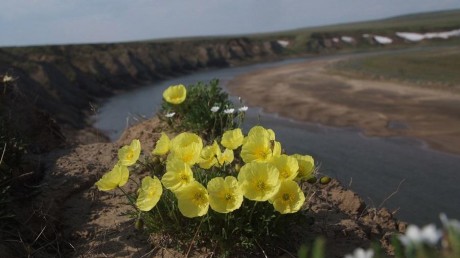 Государственный природный биосферный заповедник «Таймырский»