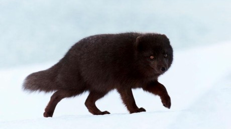 Медновский Голубой Песец (Alopex lagopus)