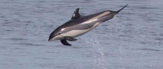 Атлантический белобокий дельфин