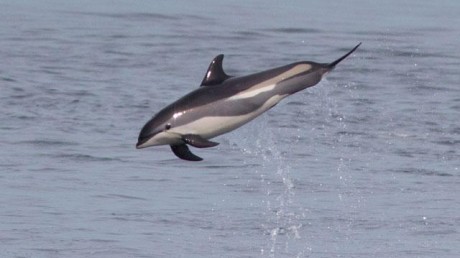 Атлантический Белобокий Дельфин (Lagenorhynchus acutus)