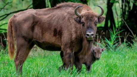 Зубр, беловежский подвид и внутривидовые гибридные формы (Bison bonasus)