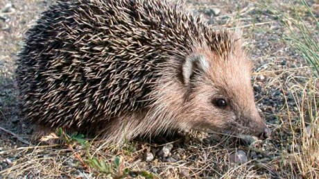 Даурский еж (Mesechinus dauuricus)