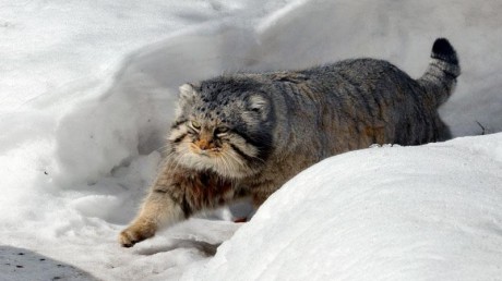 Манул (Felis manul)