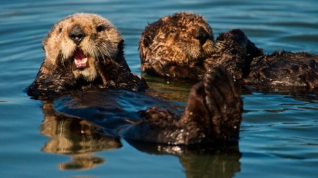 Калан (Enhydra lutris)