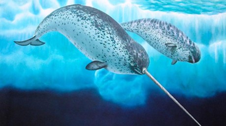 Нарвал (единорог) (Monodon monoceros)