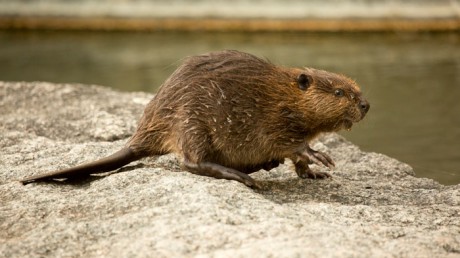Речной Бобр, тувинский подвид (Castor fiber)
