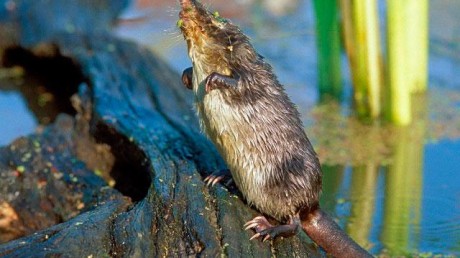 Русская Выхухоль (Desmana moschata)