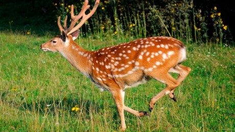 Уссурийский пятнистый олень (Cervus nippon (подвид hortulorum))