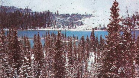 Самая большая территория занятая лесом