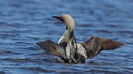 Чернозобая гагара европейская (Gavia arctica)