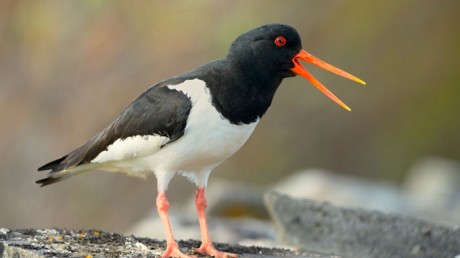 Кулик-сорока, материковый подвид / Haematopus ostralegus