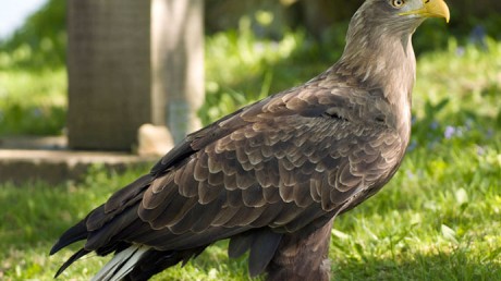 Орлан — Белохвост