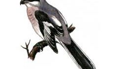 Обыкновенный серый сорокопут