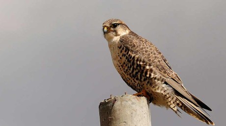 Балобан (Falco cherrug)